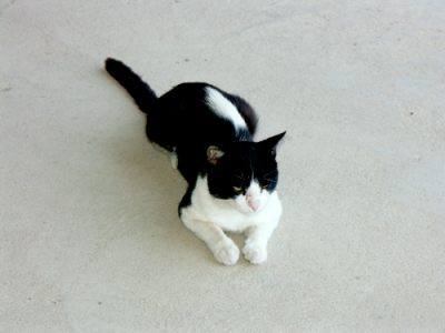 La mascotte du Club !